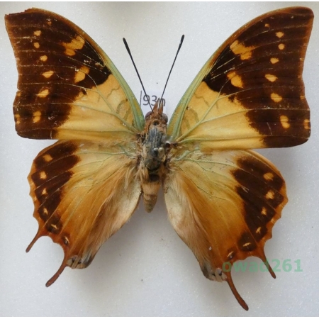 Charaxes cowani Butler, 1878 Senegal 70mm93n